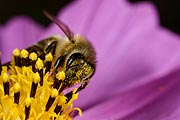 Erlebnishof Spargelhof Koppold - Schönauerhof bietet Bienen Patenschaften - werden sie aktiv für den Bienenschutz (©Foto. Spargelhof Koppold)
